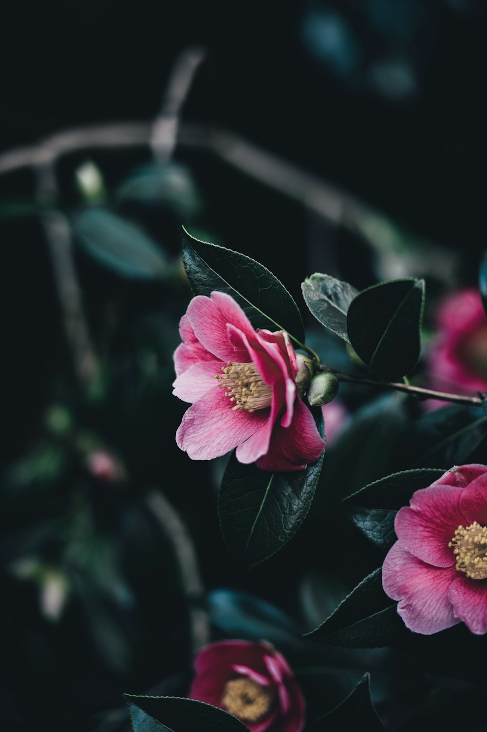 ピンクの花びらの花の接写