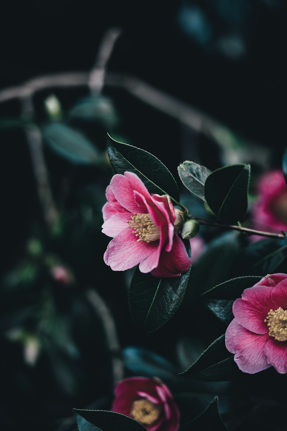 Fotografía de primer plano de flor de pétalos rosados