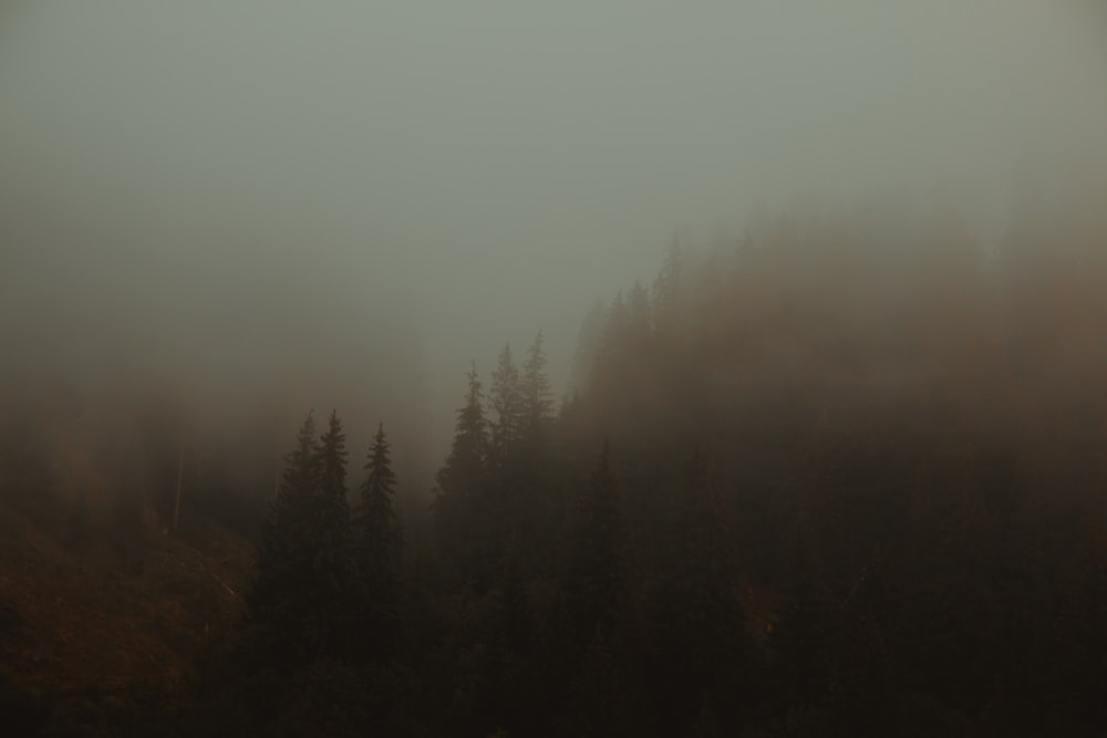 a foggy forest filled with lots of trees