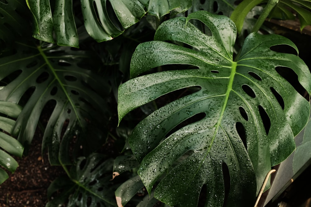 green plant with water droplets