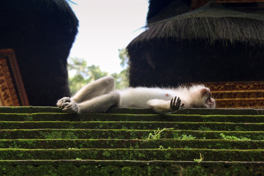 monkey lying on stair