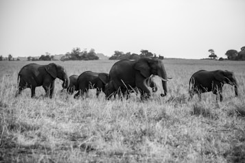 A herd of elephants walking through a grassy savanna landscape. The scene is captured in black and white, with the elephants portrayed in a natural habitat under a clear sky.