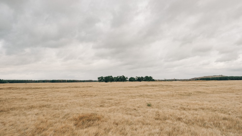 photo of dried field