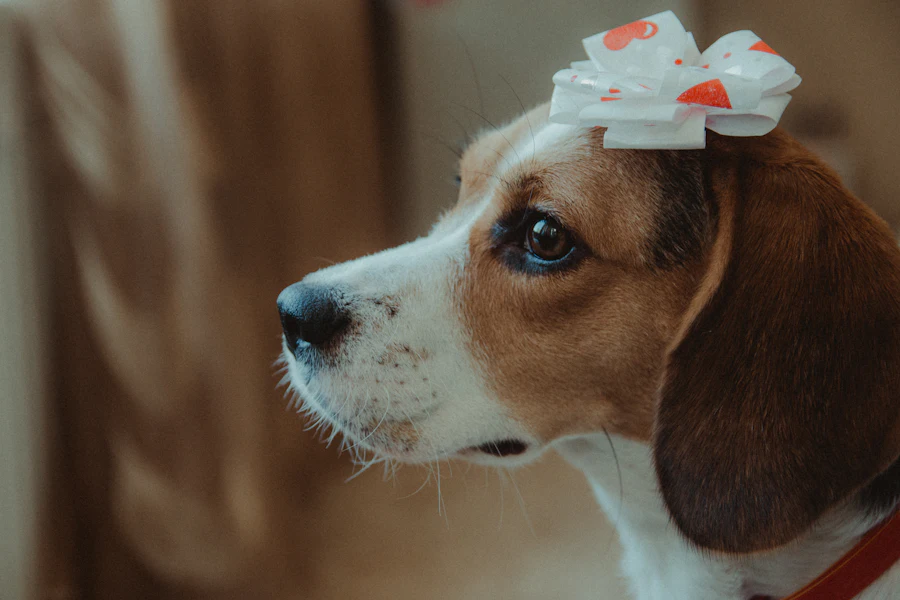 Beagle wearing a bow