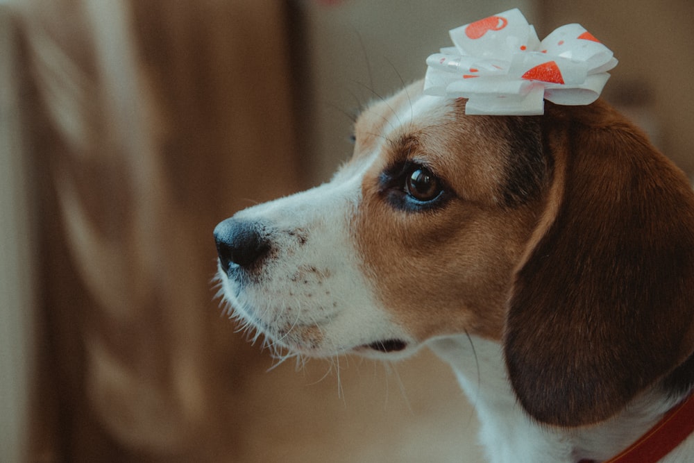 selective focus photography of adult beagle