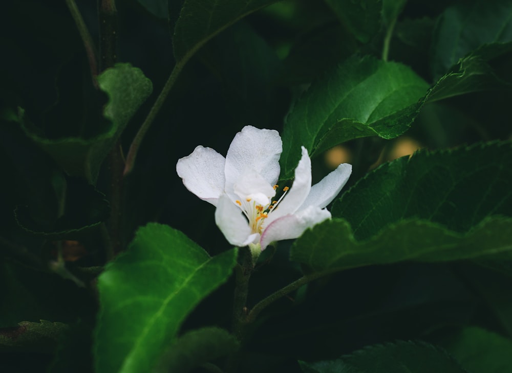 Fotografía de flores blancas