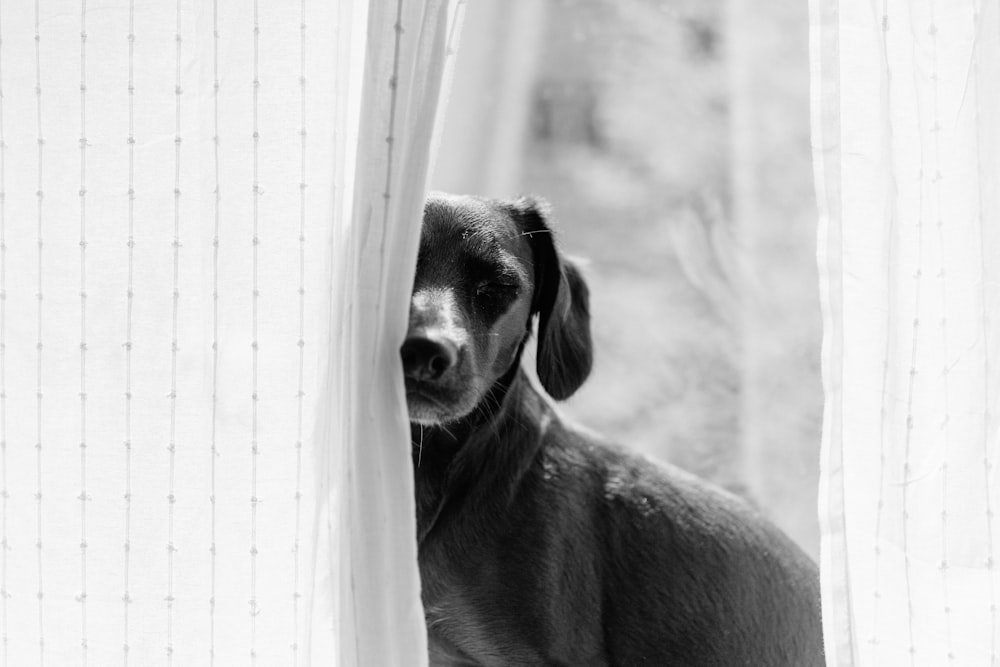 short-coated dog by curtain