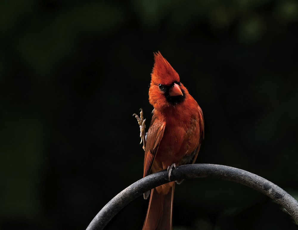 Cardenal encaramado