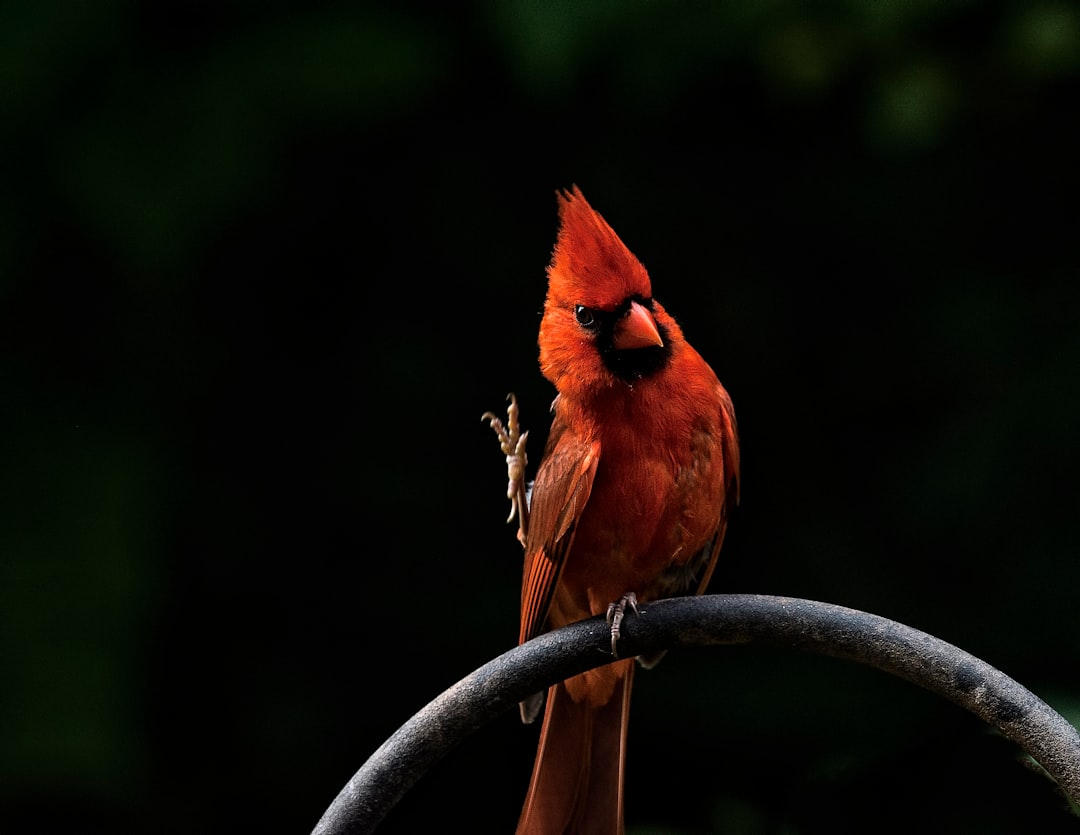 perched cardinal