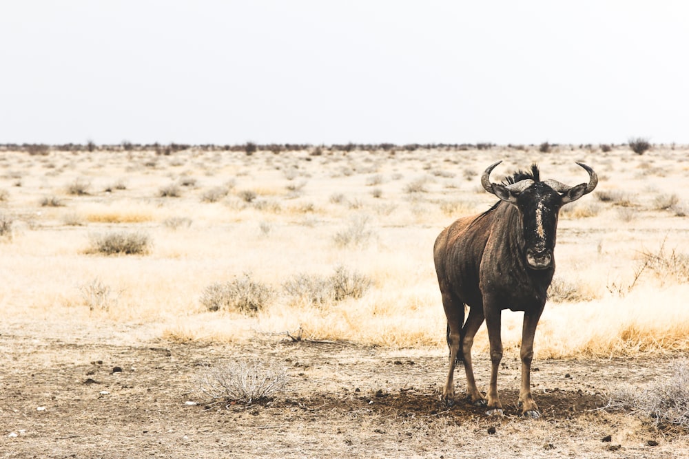búfalo em pé perto do fundo da grama do campo aberto durante o dia