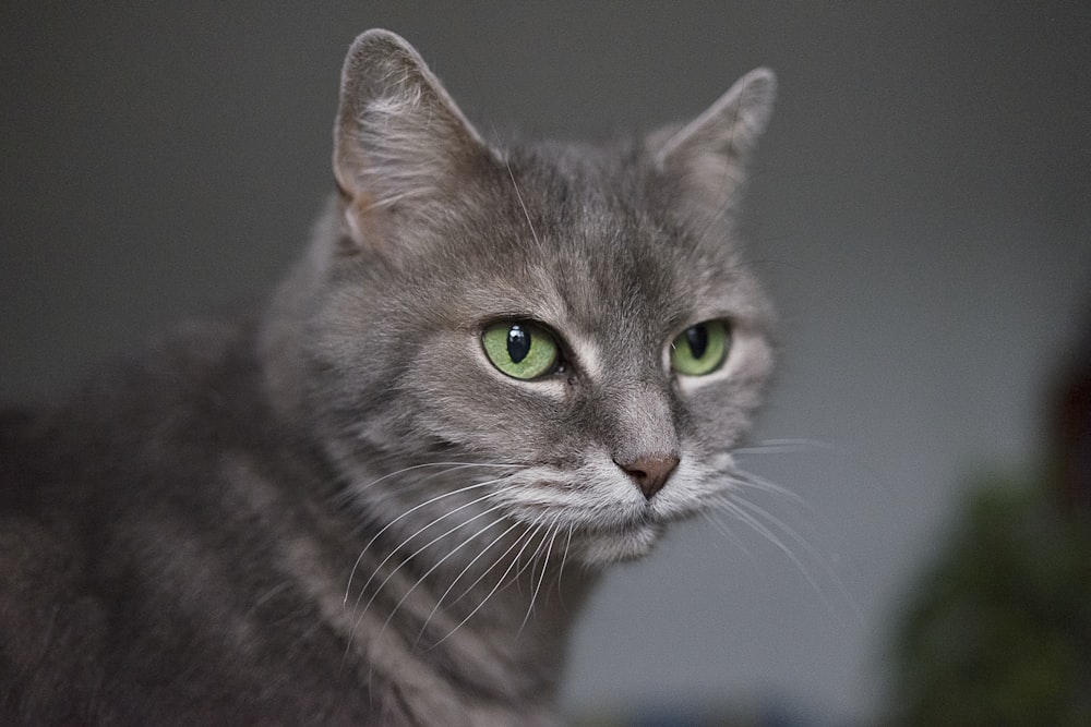 gray Siamese cat