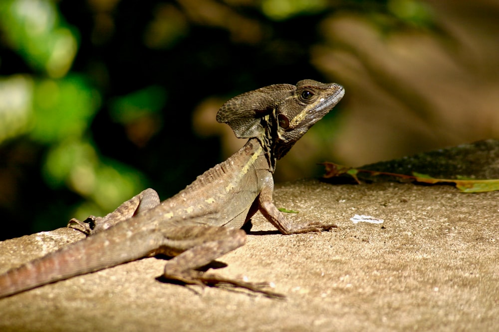 brown lizard on gray surface