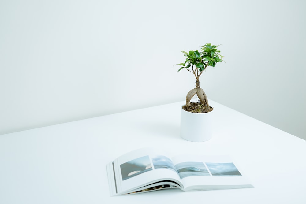 green plant in pot near book on table