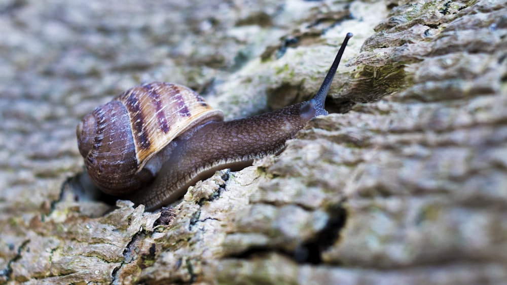 snail on ground