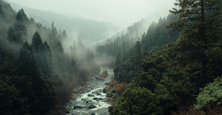 aerial shot of forest