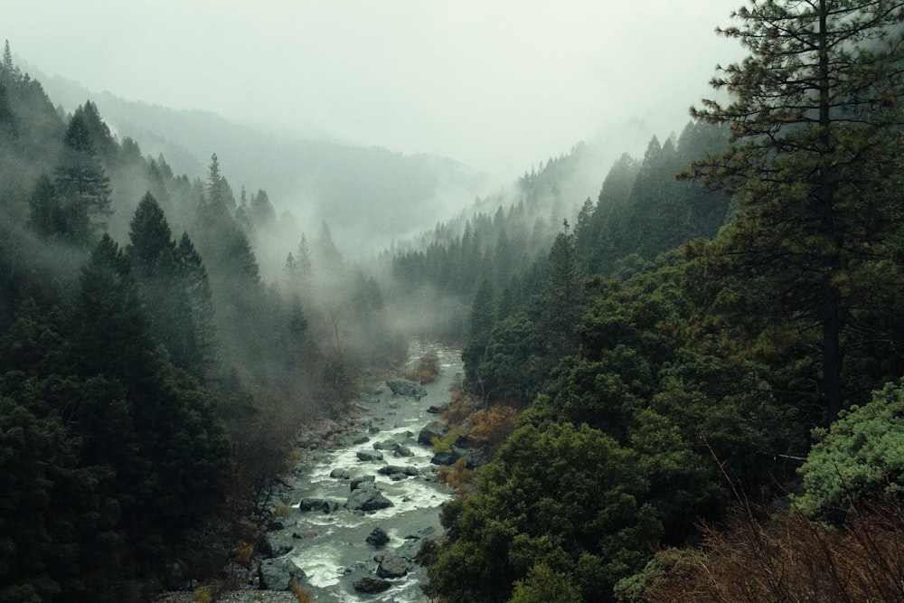 HD wallpaper: Green Pine Forest River Rock Beautiful Nature Hd Wallpaper