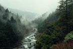 aerial shot of forest