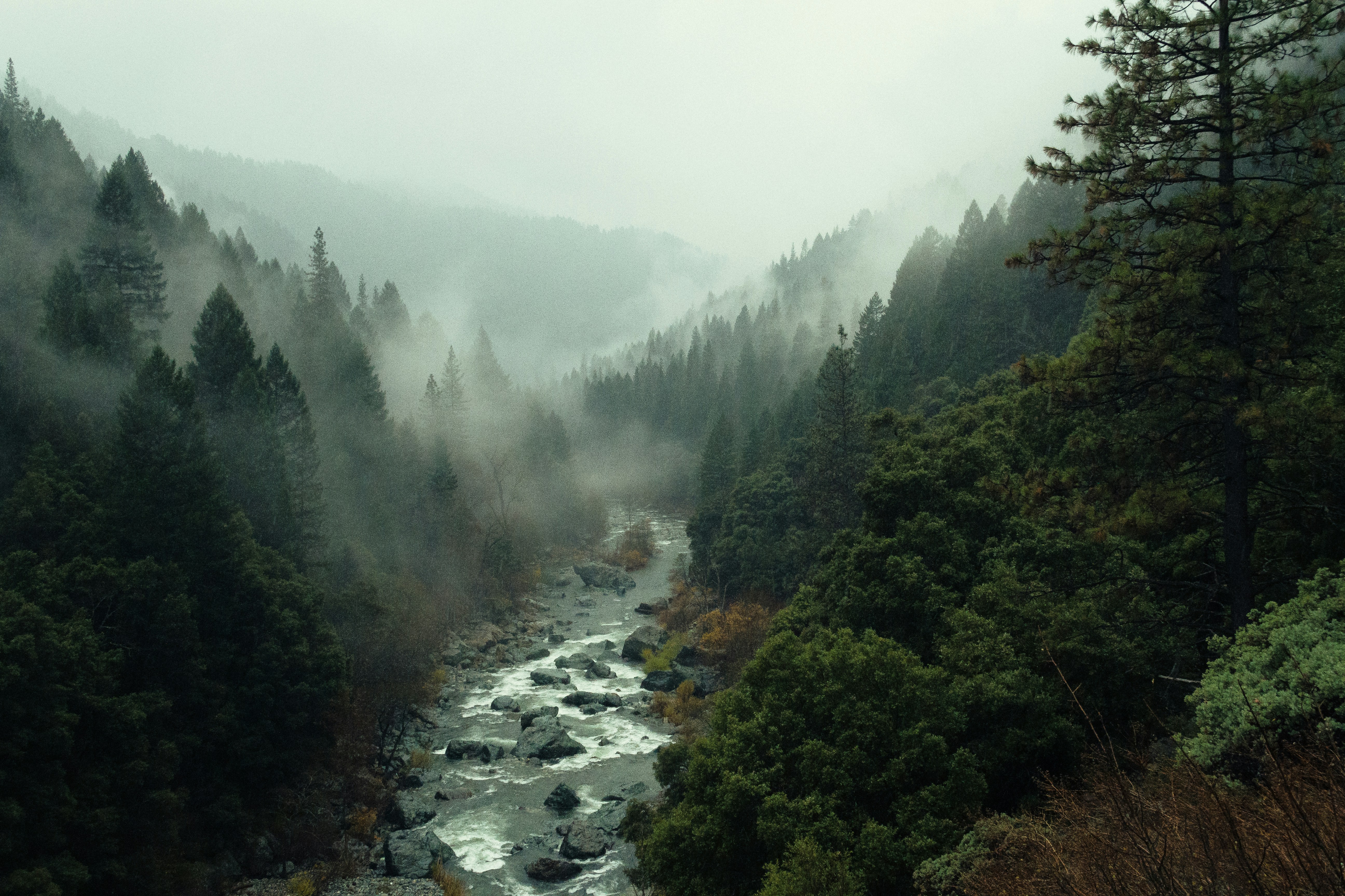 aerial shot of forest