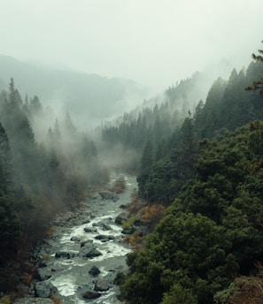 aerial shot of forest