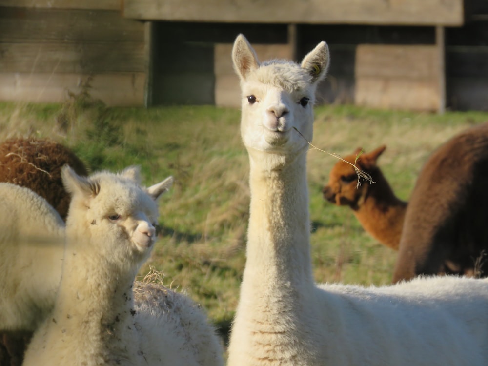 llamas blancas en un campo de hierba verde durante el día