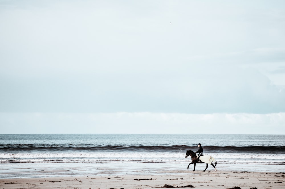 person riding on horse running in seashore