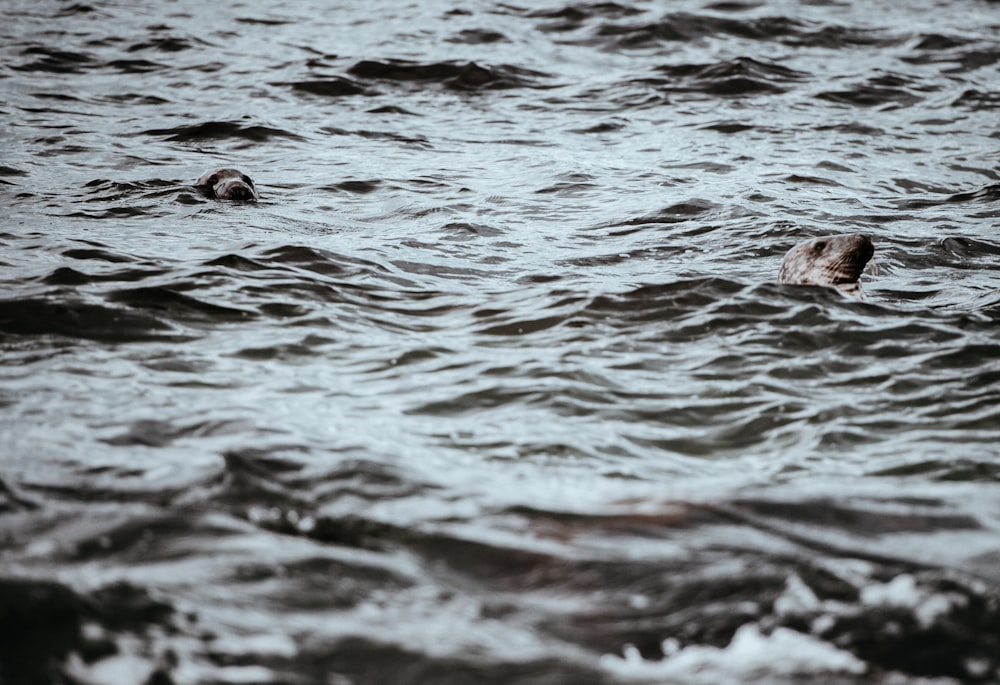 close up photo of body of water