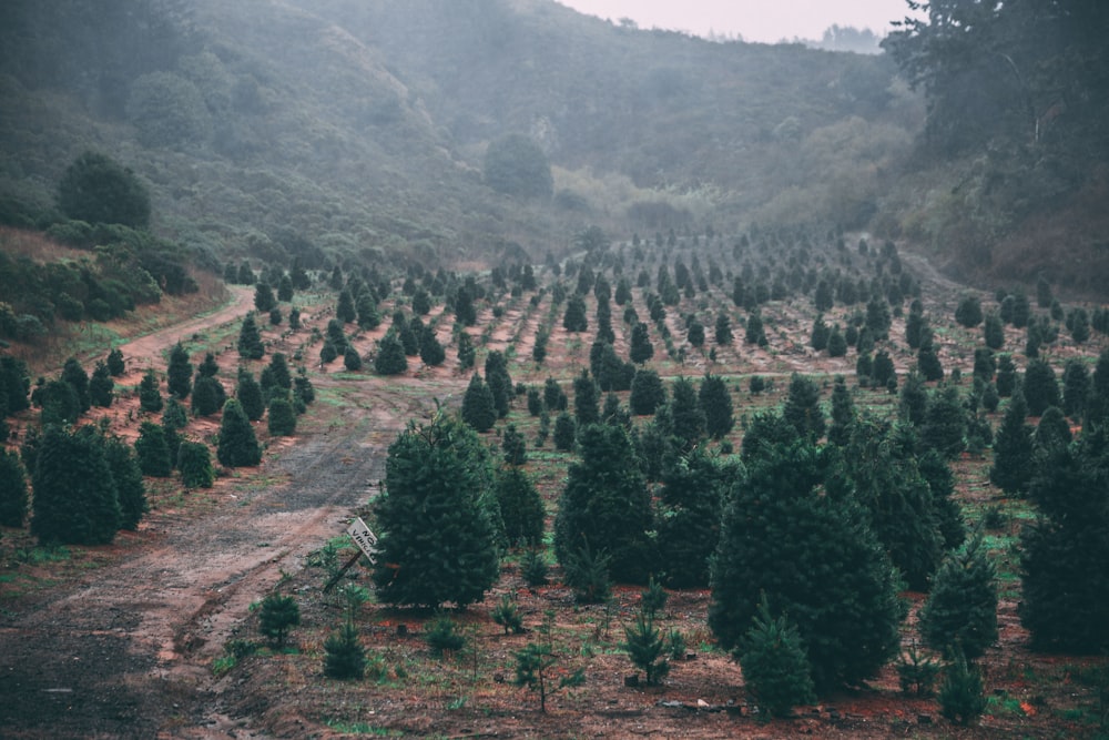 top view of green trees and hill