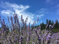 A cluster of lavender blooms swaying gently in the breeze under a clear blue sky.