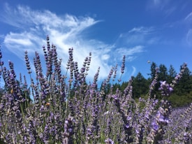 Tall stalks of lavender flowers sway gently under a clear blue sky. Wispy white clouds add a touch of softness to the vibrant backdrop. In the distance, a lush green tree line frames the sprawling lavender field.