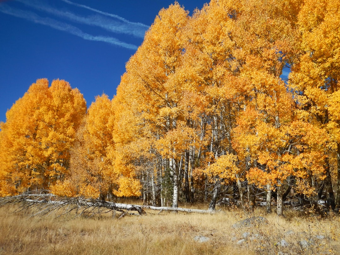 photo of Hope Valley Temperate broadleaf and mixed forest near Fallen Leaf Lake