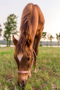 Pony