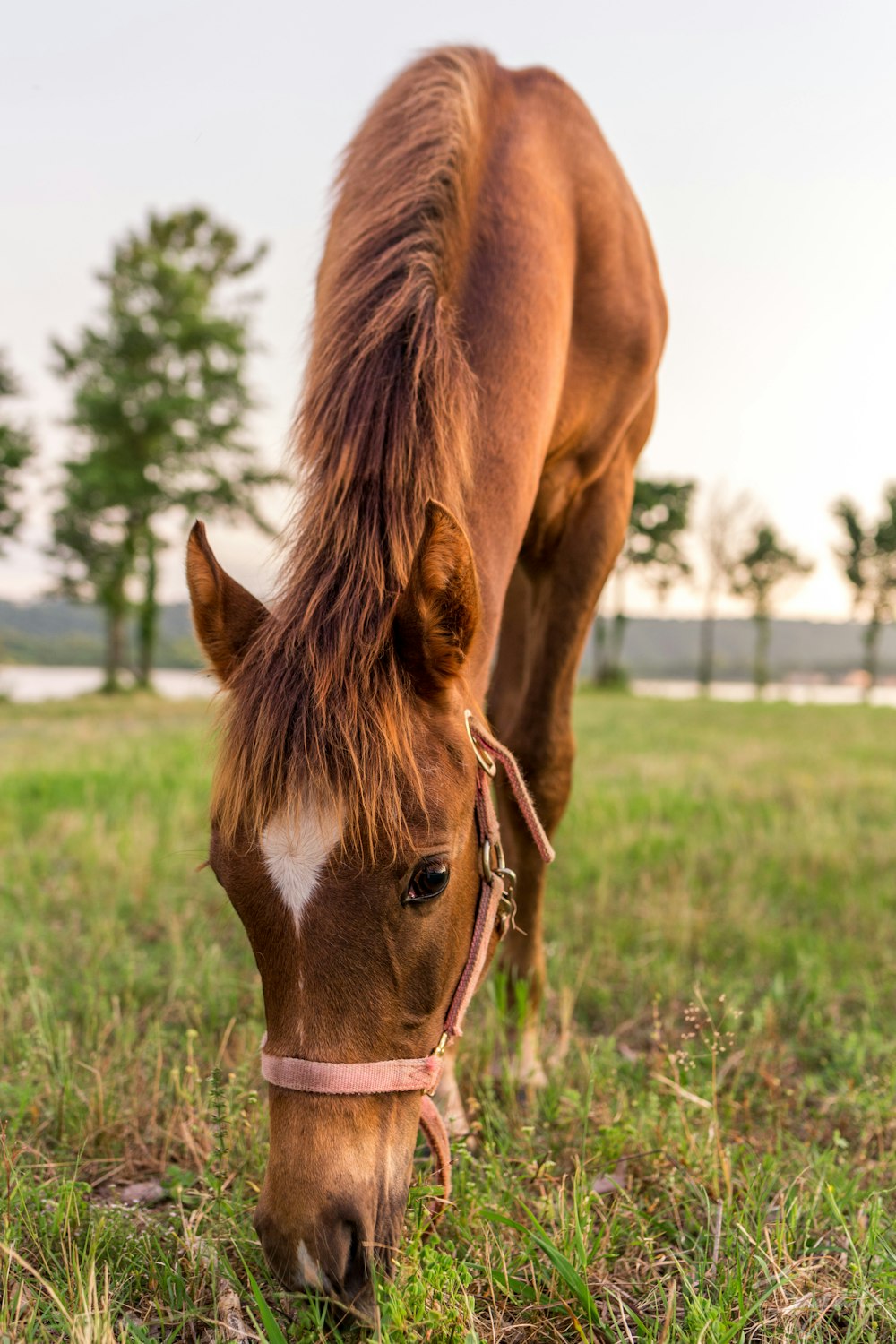 horse eating grass on field