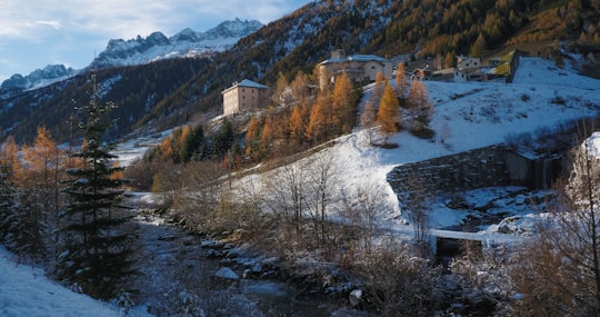 pine trees on mountain in Bedretto Switzerland