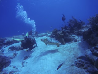 An underwater scene featuring a scuba diver near a sea turtle, surrounded by coral reefs and other small fish. Bubbles ascend from the diver's breathing apparatus, and the water is a deep blue, adding a serene feel to the image.
