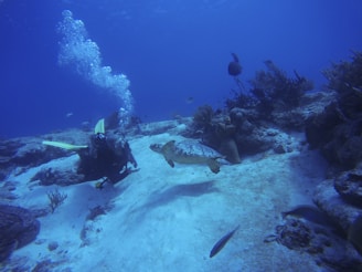 An underwater scene featuring a scuba diver near a sea turtle, surrounded by coral reefs and other small fish. Bubbles ascend from the diver's breathing apparatus, and the water is a deep blue, adding a serene feel to the image.