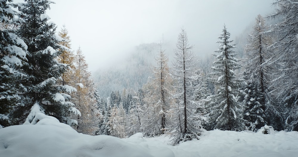 pine leaf trees covered with snow