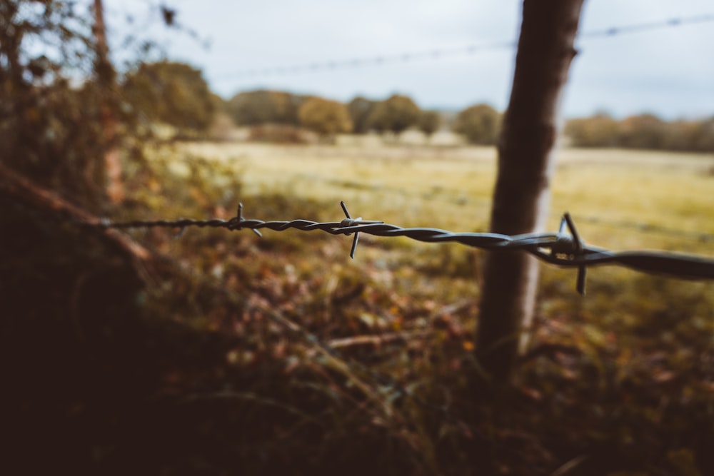 selective focus photography of barbwire fence