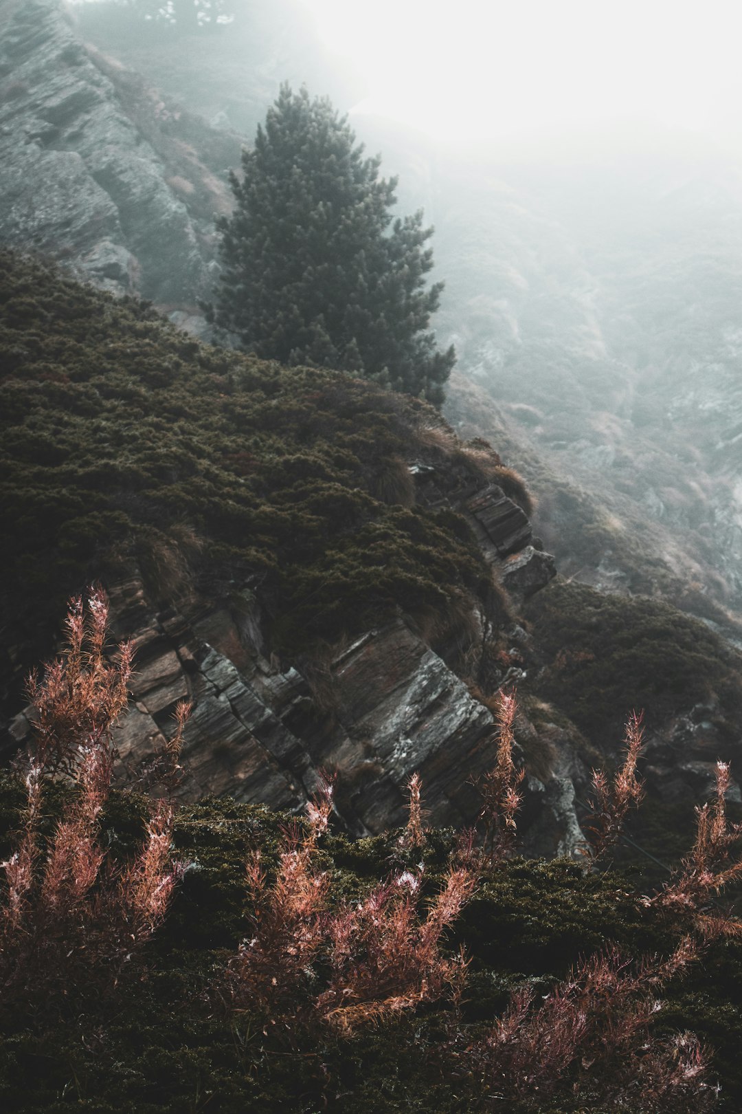 Forest photo spot Zermatt Haut de Cry