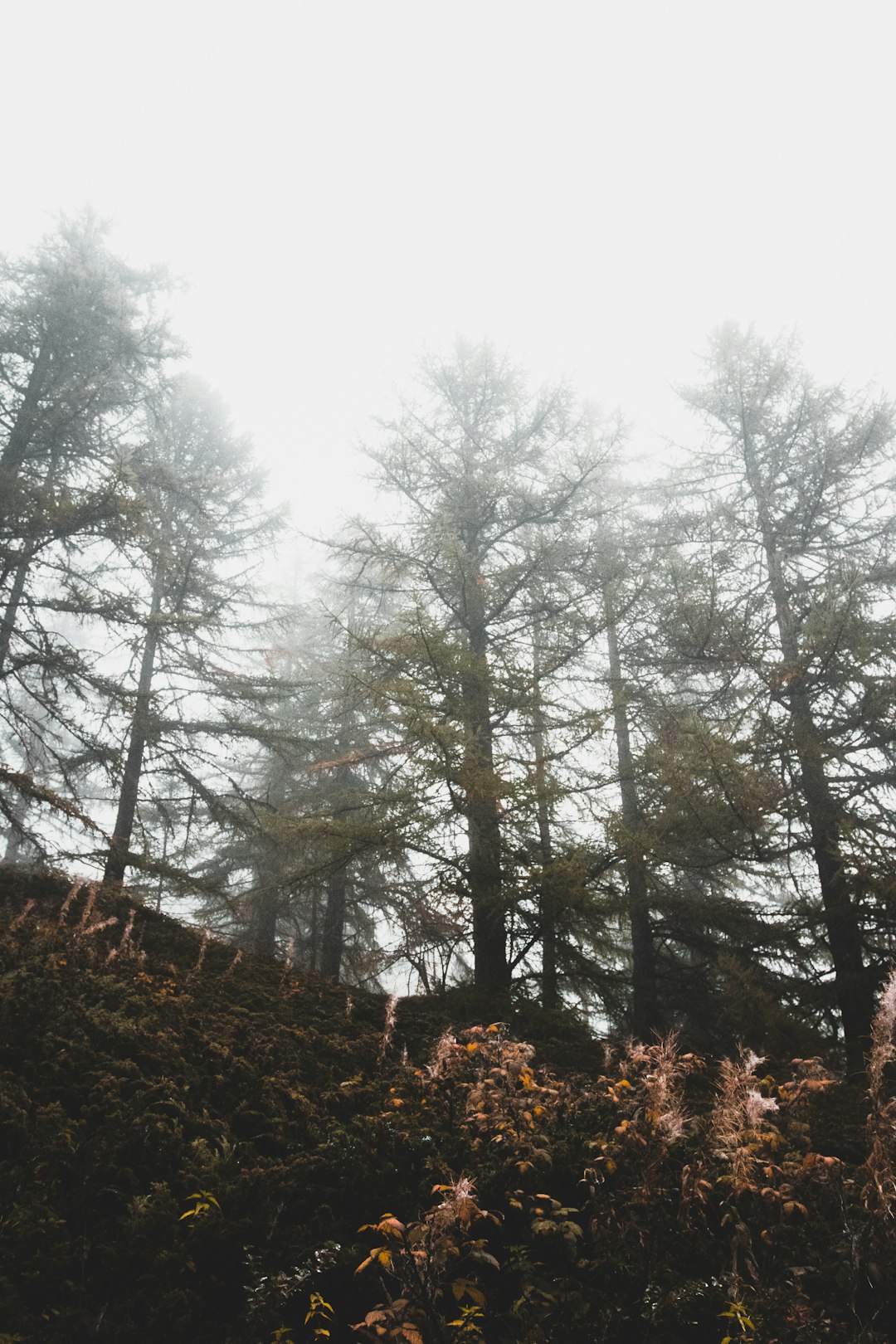 Forest photo spot Zermatt Beatenberg