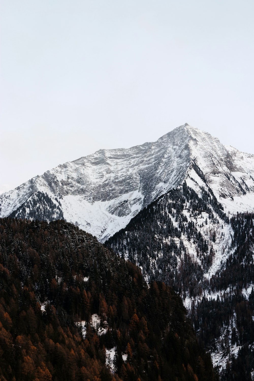 foresta accanto alla montagna coperta di neve
