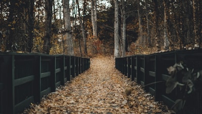 pathway between black wooden fence