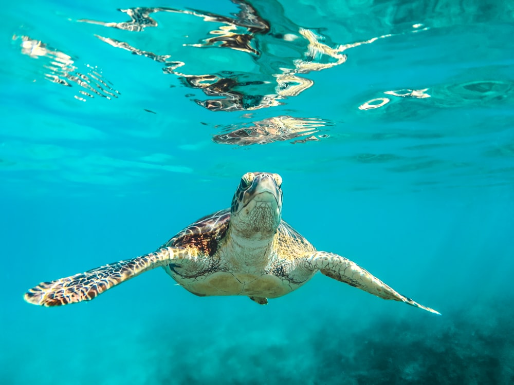 sea turtle in body of water