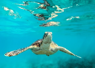 sea turtle in body of water