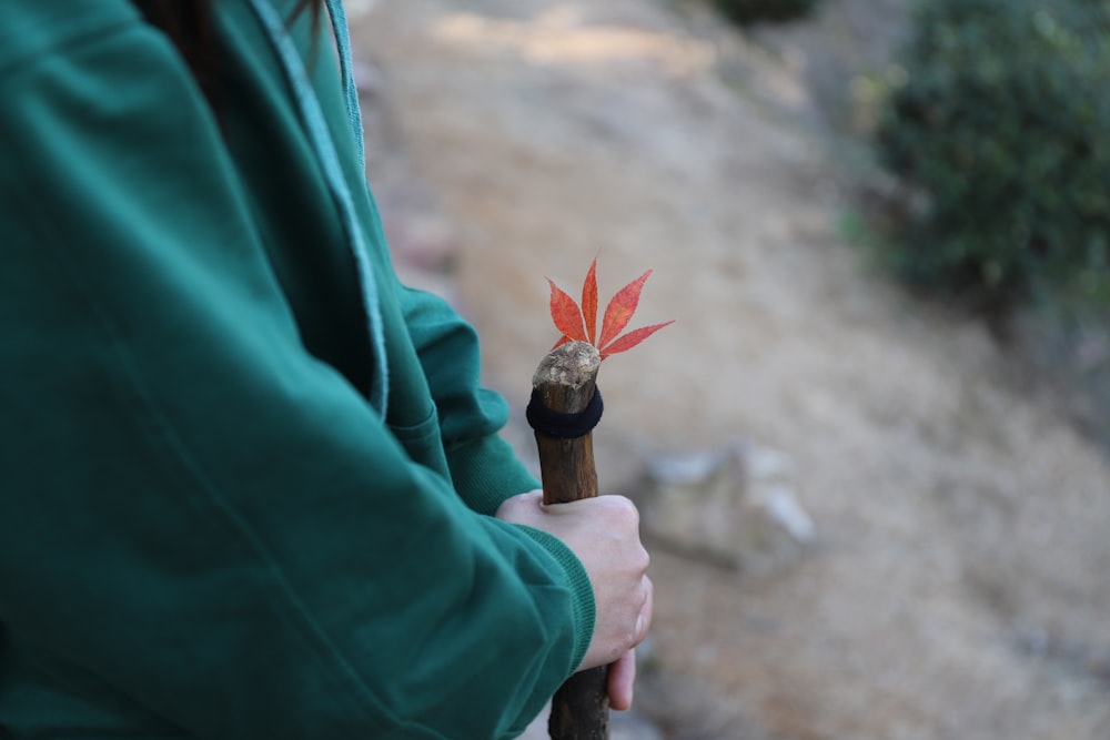 person holding brown wooden stick