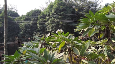 A lush, green scene featuring a variety of dense foliage and trees. In the foreground, there's a plant with large, pointed leaves and a single white flower blooming. The background consists of thick tree canopies, and several electrical wires are visible running horizontally across the image.
