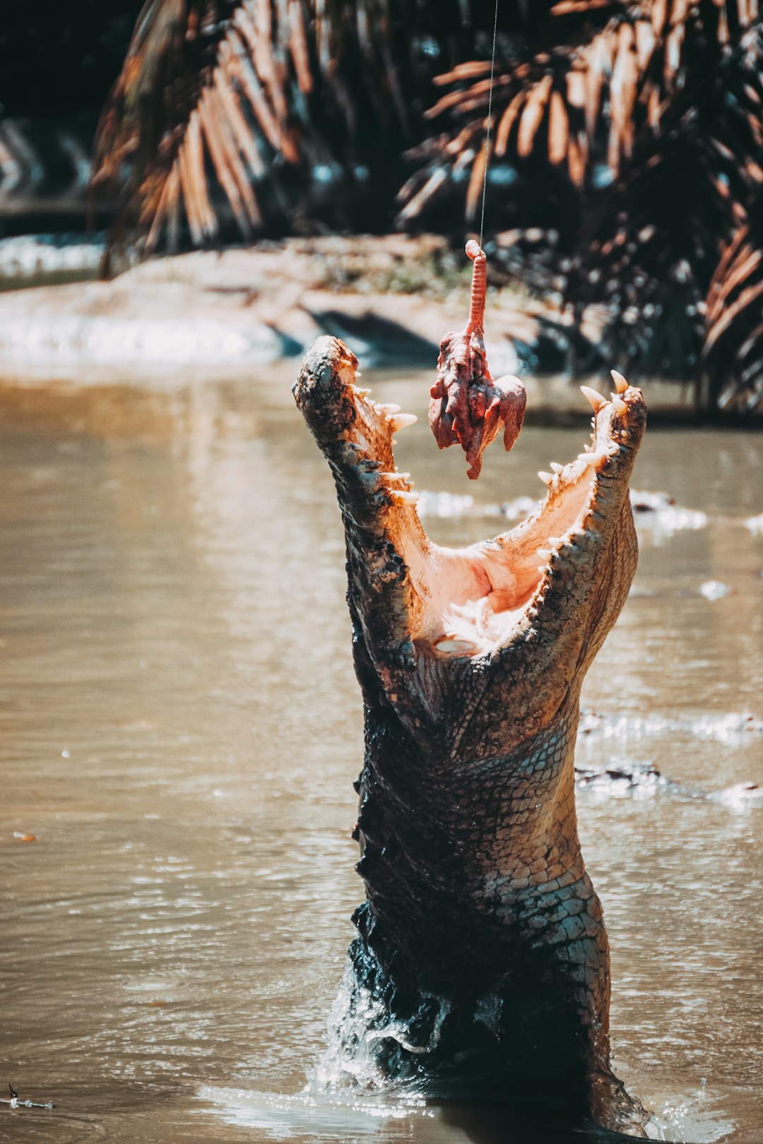  crocodile feeding alligator