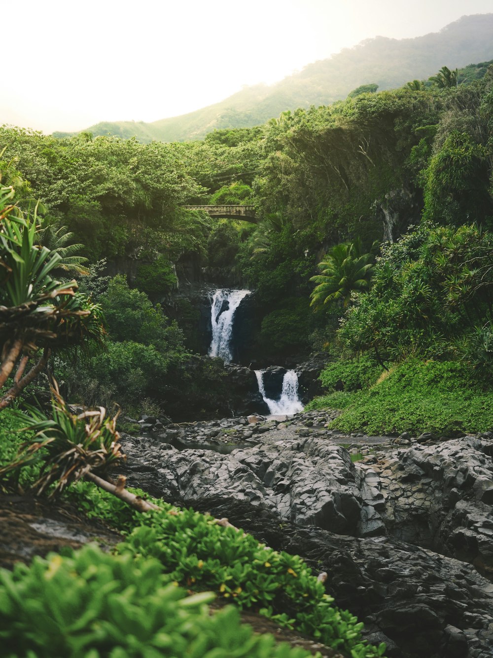 water falls on forest