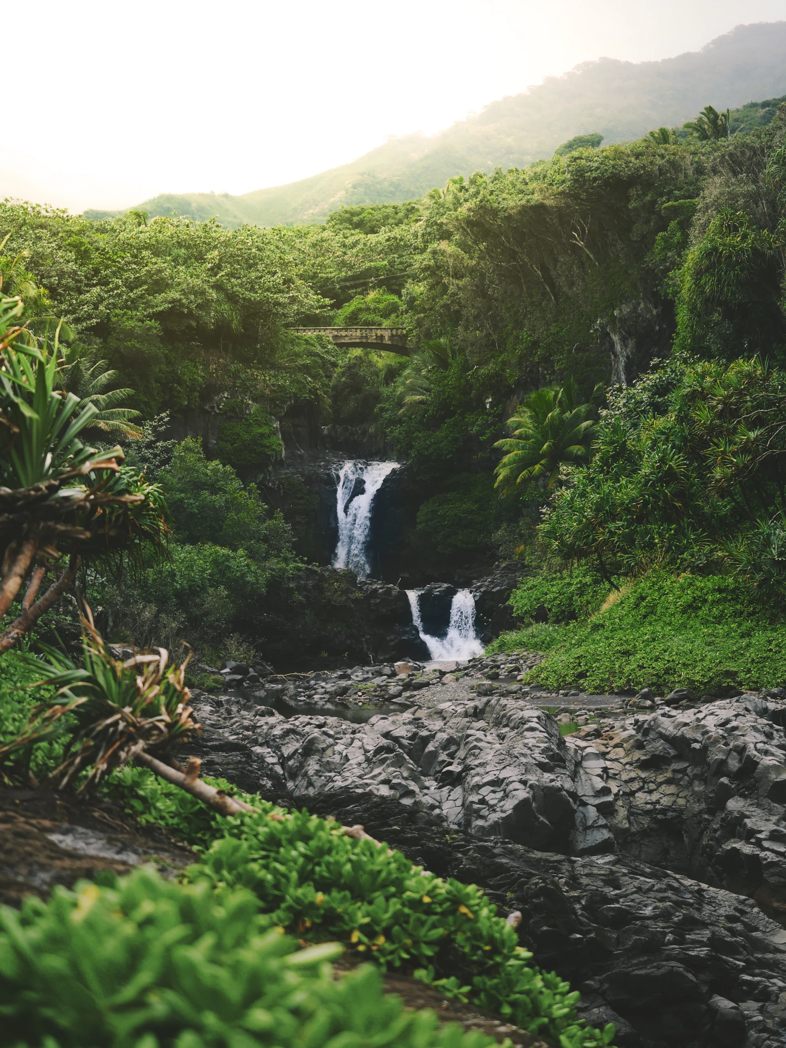 Cascada en medio de la selva