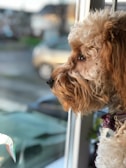 A curly-haired dog gazes intently out of a window, with a focused expression. The background shows a blurred street scene, implying an outdoor urban environment. The dog's fluffy fur is highlighted by soft lighting, creating a warm and cozy atmosphere.