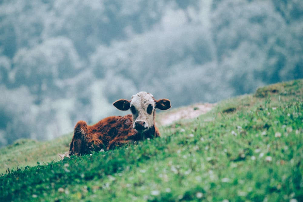 veau brun et blanc sur un champ d’herbe verte